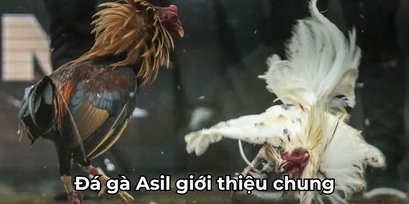 Đá gà Asil giới thiệu chung