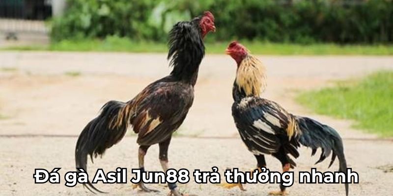 Đá gà Asil Jun88 trả thưởng nhanh