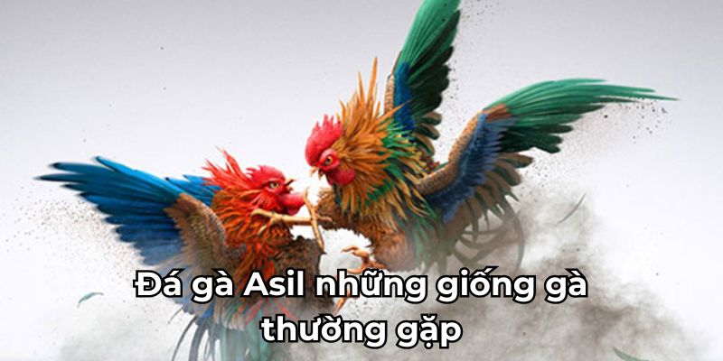 Đá gà Asil những giống gà thường gặp